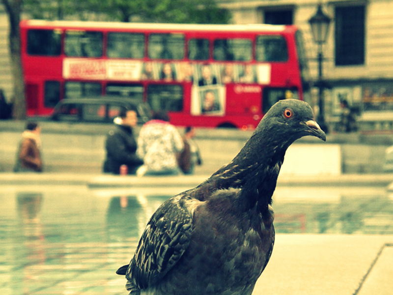 gołębie z Trafalgar Square prawdę Ci powiedzą...